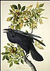 John James Audubon Raven painting